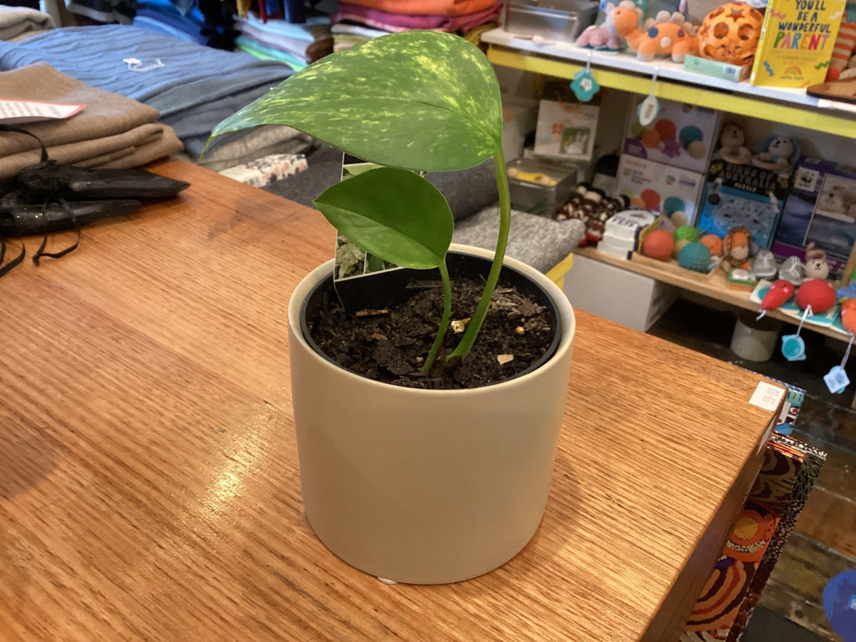 Dans Plants Epipremnum Aureum 120mm #same day gift delivery melbourne#