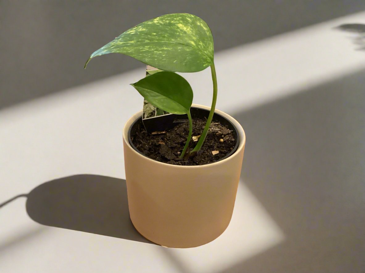 Epipremnum Aureum 120mm