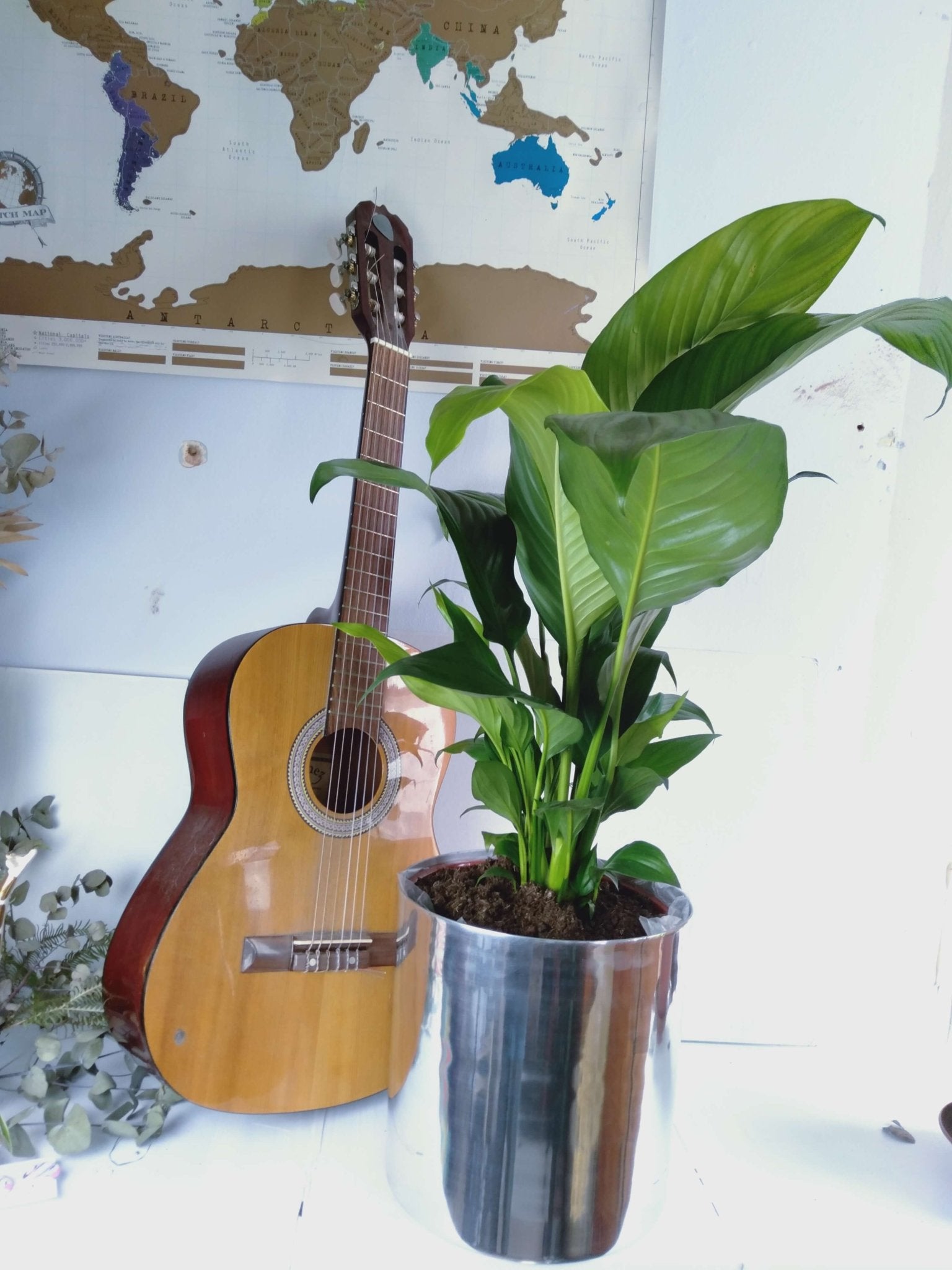 Spathiphyllum Peace Lily