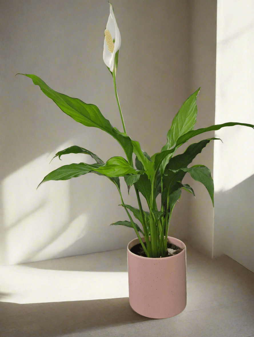 Dans PlantsSpathiphyllum Peace Lily 120mm same day gift delivery melbourne