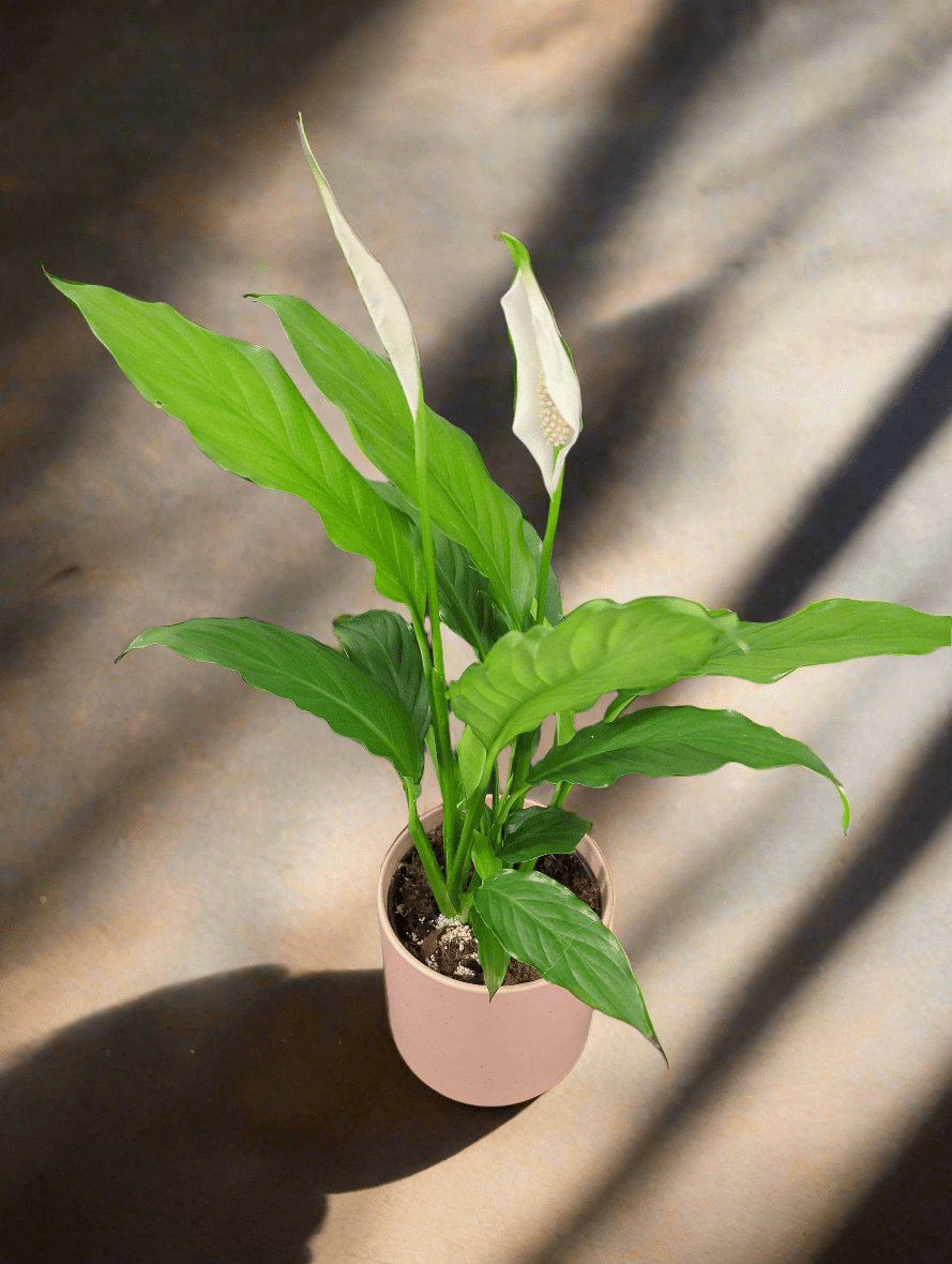 Dans PlantsSpathiphyllum Peace Lily 120mm same day gift delivery melbourne