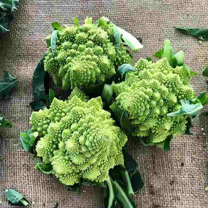 Little Veggie Patch CoLittle Veggie Patch Co - BROCCOLI 'ROMANESCO' HEIRLOOM SEEDS #same day gift delivery melbourne#