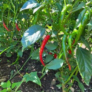 Little Veggie Patch CoLittle Veggie Patch Co - CHILLI 'CAYENNE' HEIRLOOM SEEDS #same day gift delivery melbourne#