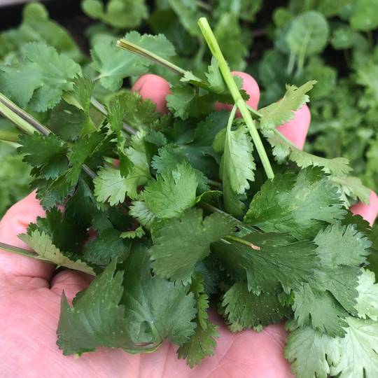 Little Veggie Patch CoLittle Veggie Patch Co - CORIANDER 'EUREKA' HEIRLOOM SEEDS #same day gift delivery melbourne#