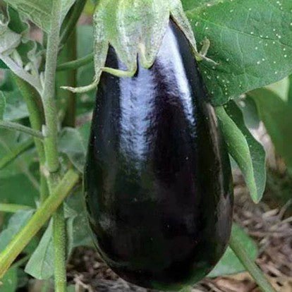 Little Veggie Patch CoLittle Veggie Patch Co - EGGPLANT 'FLORIDA MARKET' HEIRLOOM SEEDS #same day gift delivery melbourne#