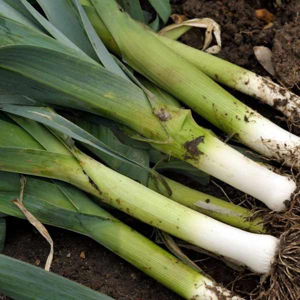 Little Veggie Patch CoLittle Veggie Patch Co - LEEK 'BULGARIAN GIANT' HEIRLOOM SEEDS #same day gift delivery melbourne#