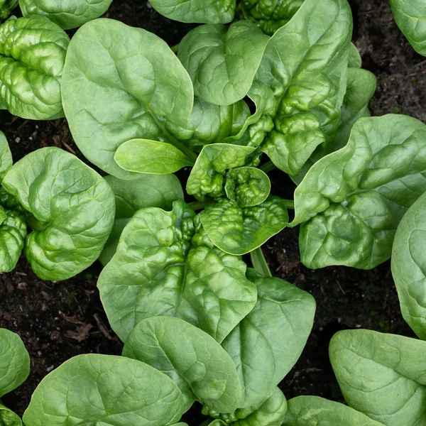 Little Veggie Patch CoLittle Veggie Patch Co - SPINACH 'BLOOMSDALE' HEIRLOOM SEEDS #same day gift delivery melbourne#