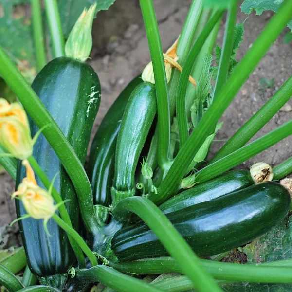 Little Veggie Patch CoLittle Veggie Patch Co - ZUCCHINI 'BLACK BEAUTY' HEIRLOOM SEEDS #same day gift delivery melbourne#