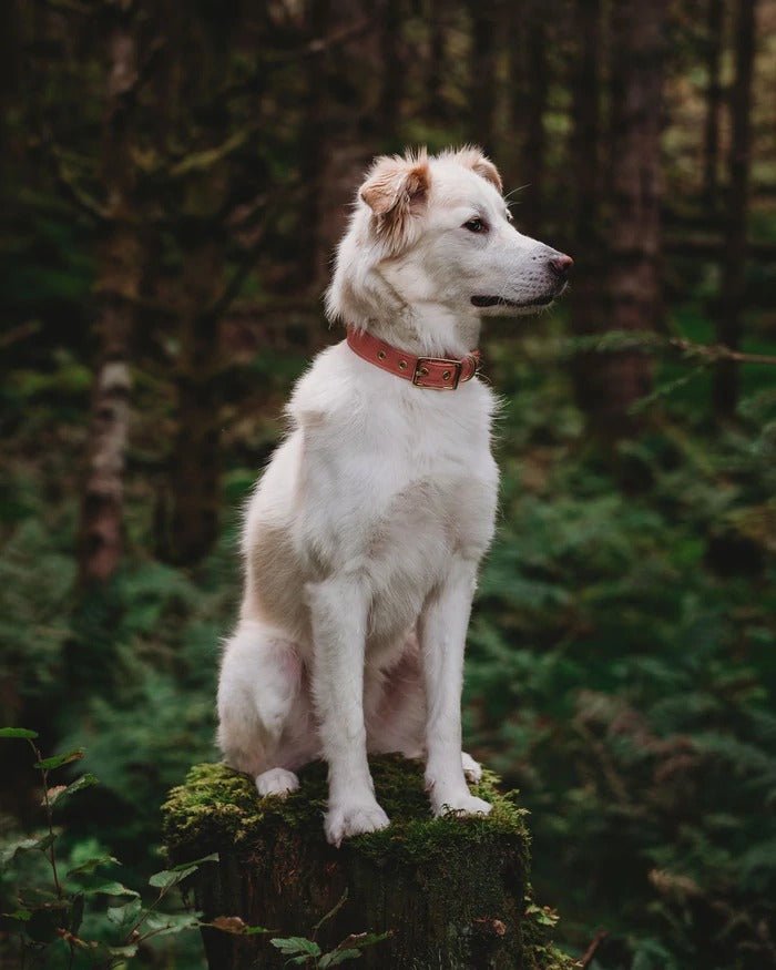Animals In Charge Dusty Pink Recycled Canvas Dog Collar, white dog standing