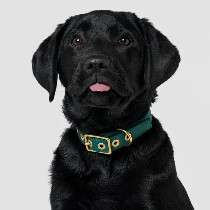 Animals In Charge Forest Green Recycled Canvas Dog Collar, facing first photo