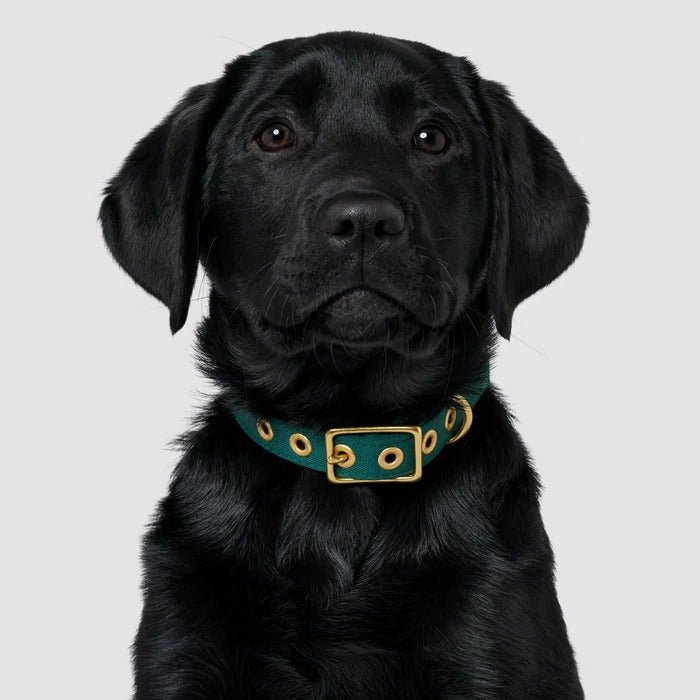 Animals In ChargeAnimals In Charge Forest Green Recycled Canvas Dog Collar #same day gift delivery melbourne#