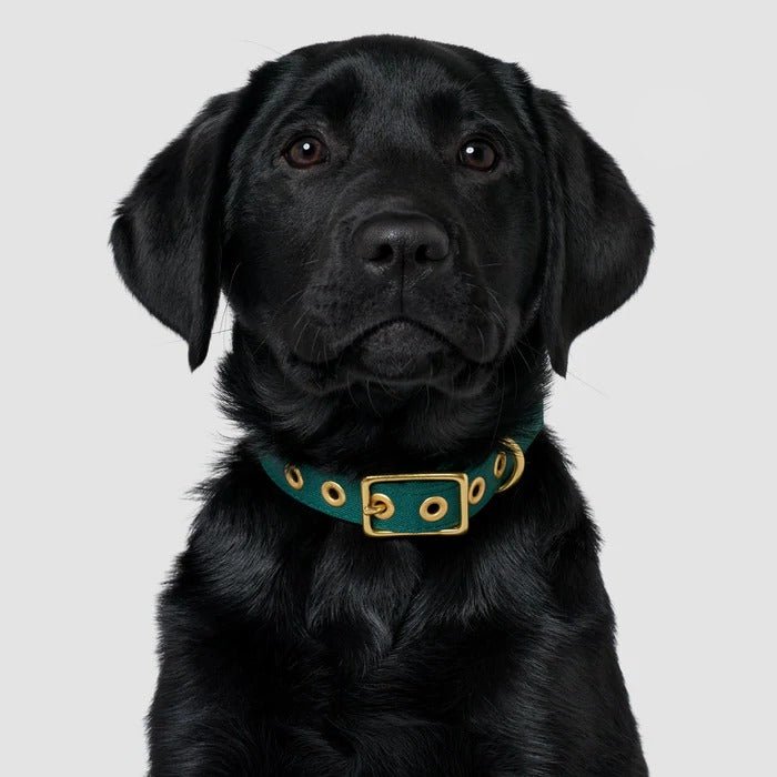 Animals In Charge Forest Green Recycled Canvas Dog Collar, facing second photo
