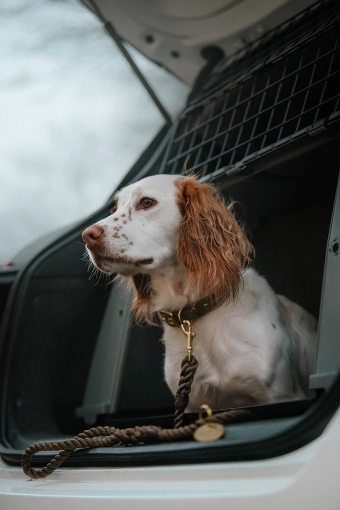 Animals In Charge Olive Recycled Canvas Dog Collar, dog in the car's window