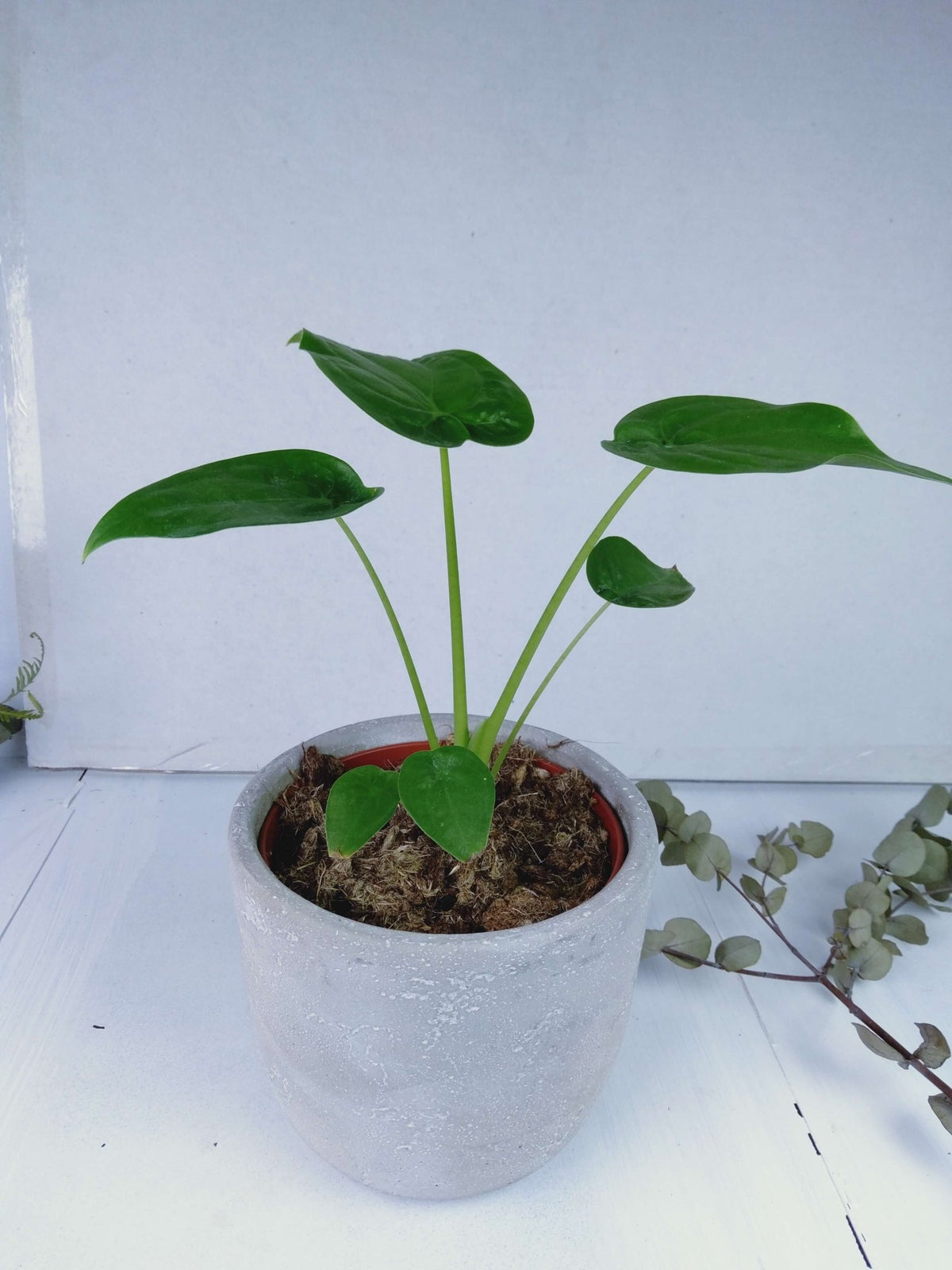 Dans Plants Alocasia cucullata 120mm #same day gift delivery melbourne#