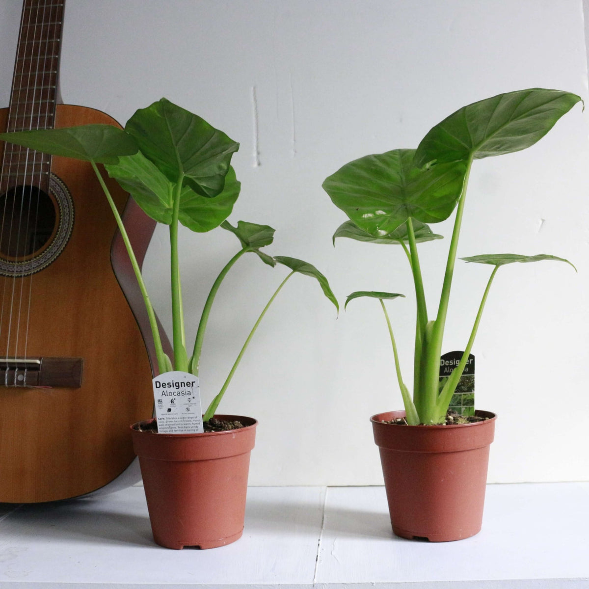 Dans Plants Alocasia cucullata 120mm #same day gift delivery melbourne#