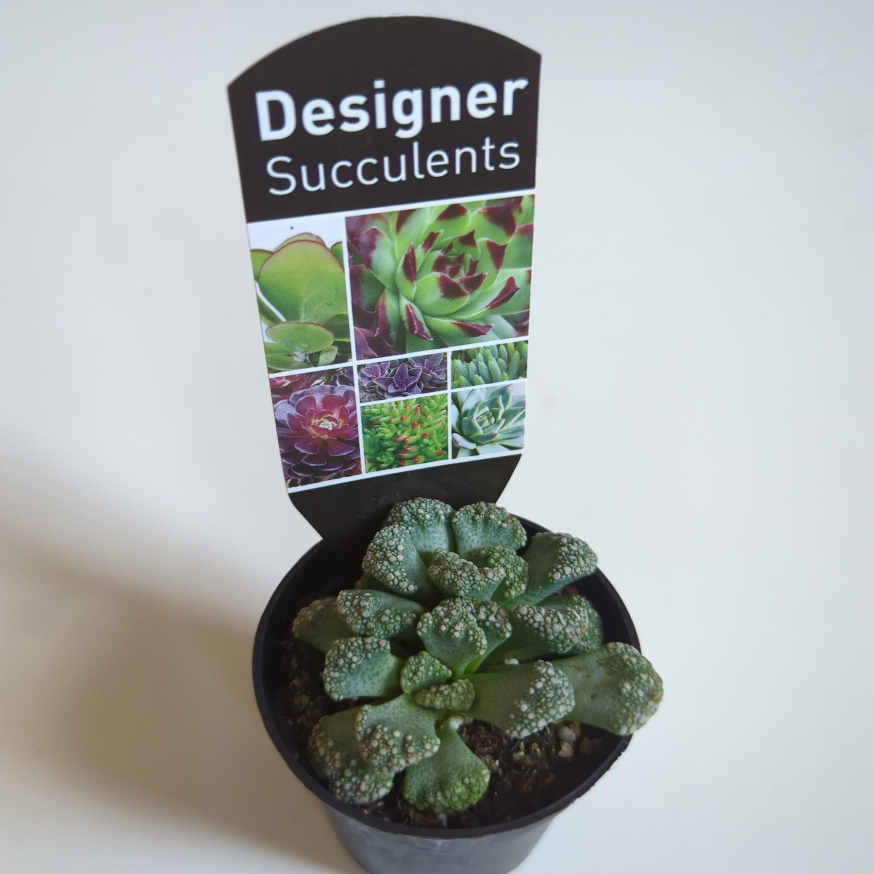 Assorted succulents 60mm