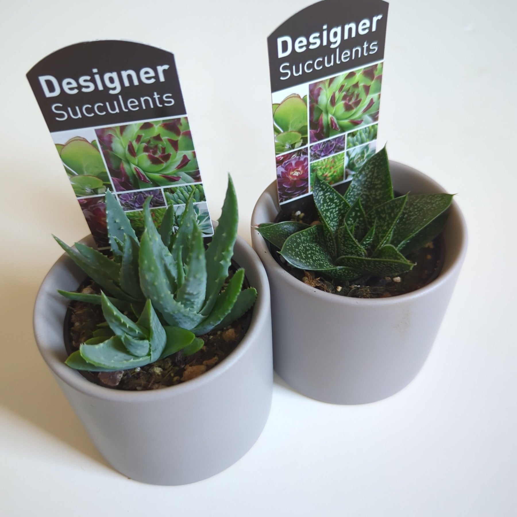 Assorted succulents 60mm