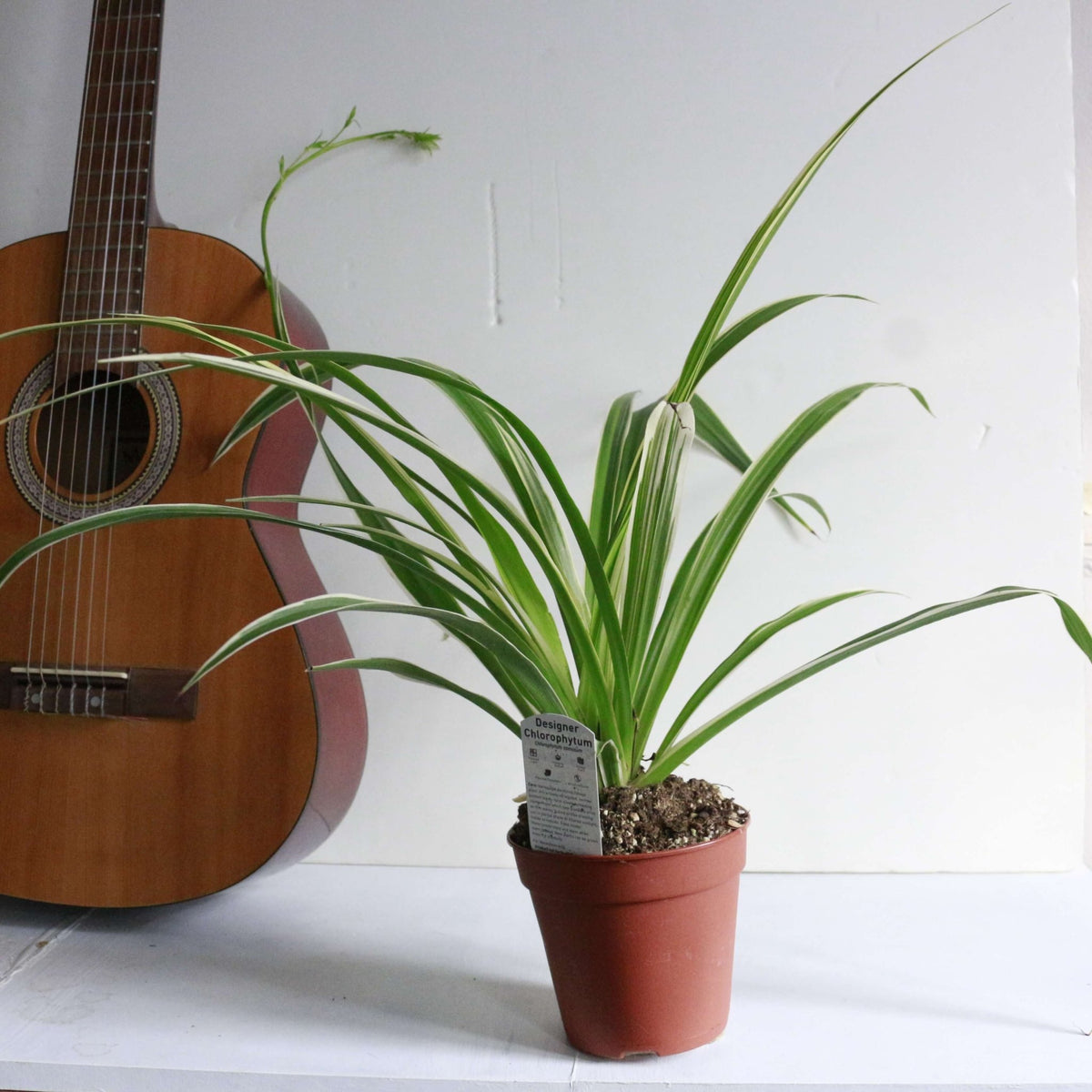 Dans PlantsChlorophytum vittatum 120mm #same day gift delivery melbourne#