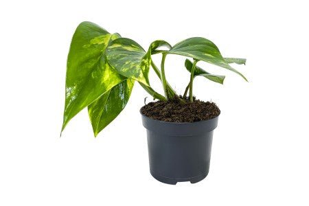 Epipremnum Aureum 120mm