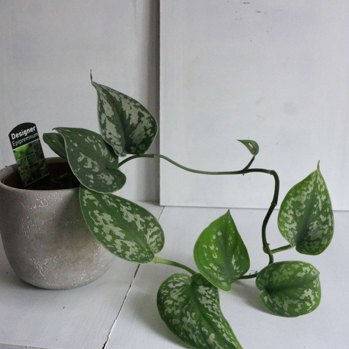 Dans PlantsEpipremnum Satin on Ladder 120mm #same day gift delivery melbourne#