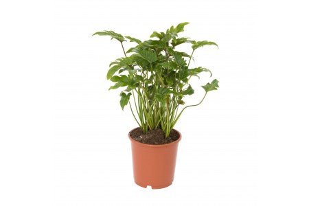 Philodendron xanadu 300mm