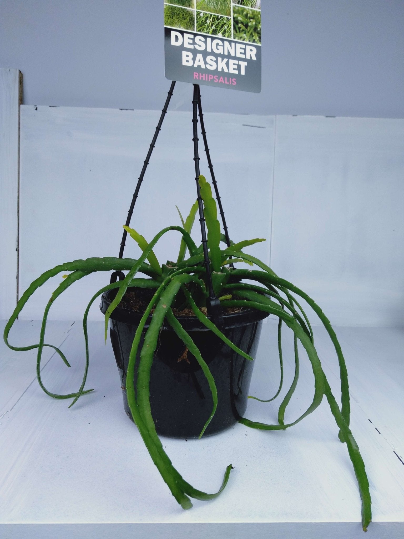 Rhipsalis Baccifera Plant in 150mm hanging basket