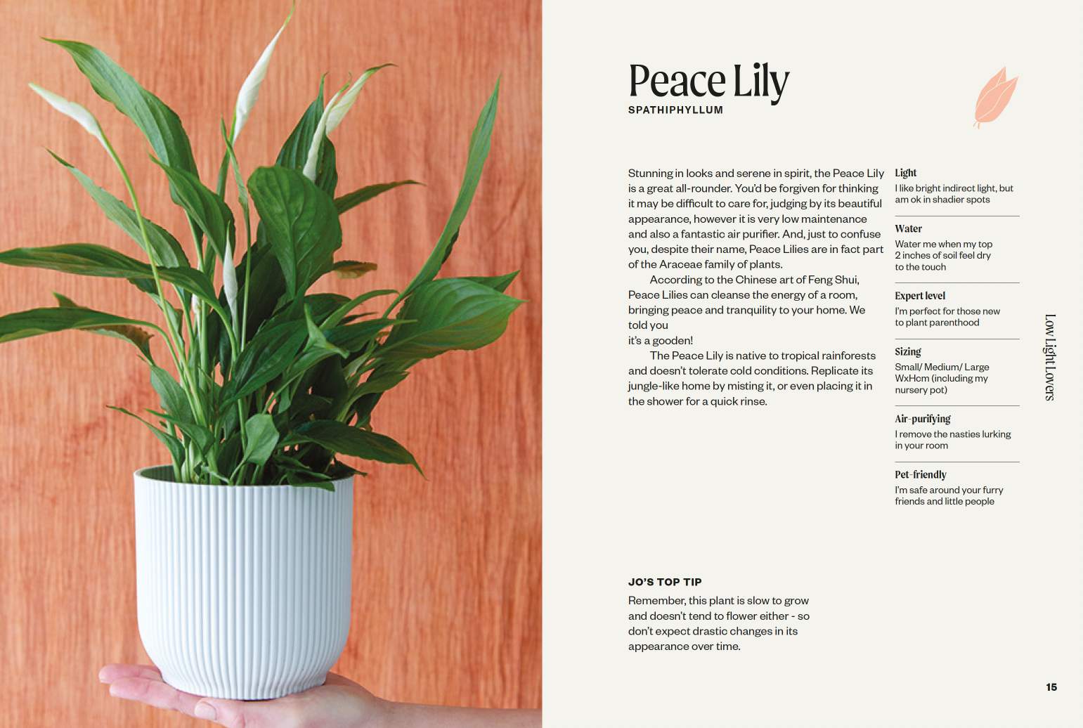 The Unkillables: 40 resilient house plants for new plant parents