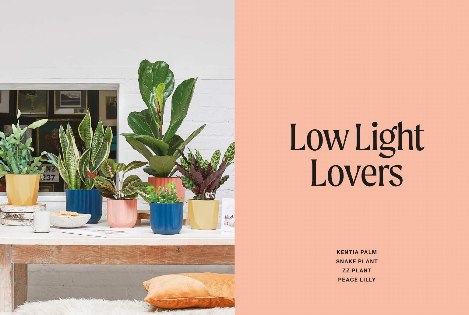 The Unkillables: 40 resilient house plants for new plant parents