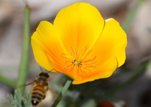 Lil Bit Bee Seed Bomb