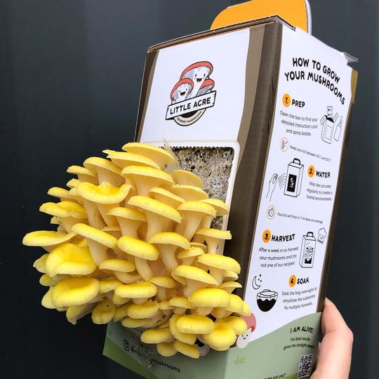 Little Acre Gold Oyster Mushroom Grow Kit LIMITED EDITION
