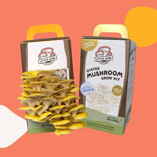 Little AcreLittle Acre Gold Oyster Mushroom Grow Kit LIMITED EDITION #same day gift delivery melbourne#