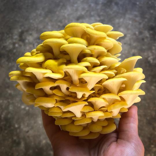Little Acre Gold Oyster Mushroom Grow Kit LIMITED EDITION