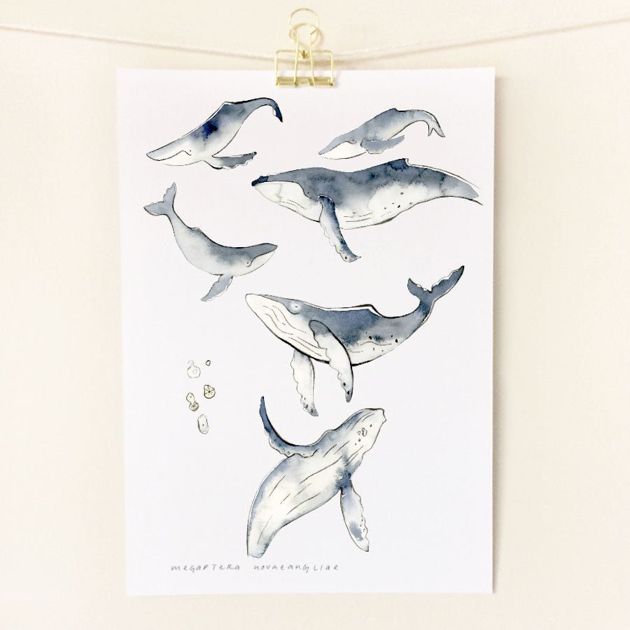 Humpback Whale / A4 Print