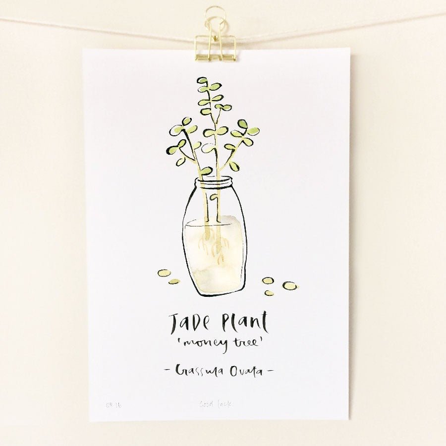 Jade Plant / A4 Print
