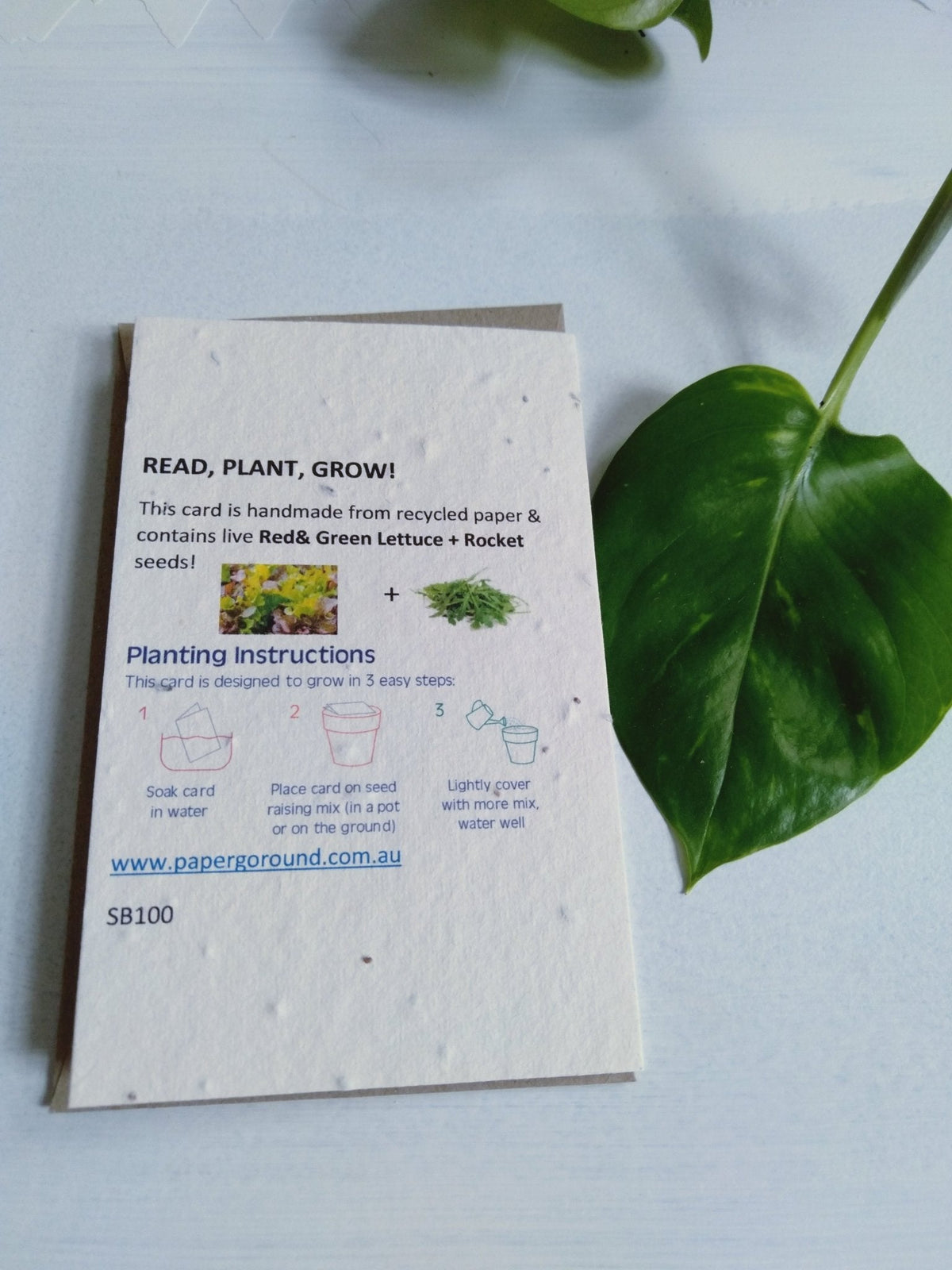 Planet Go RoundLettuce Celebrate Seed Card #same day gift delivery melbourne#