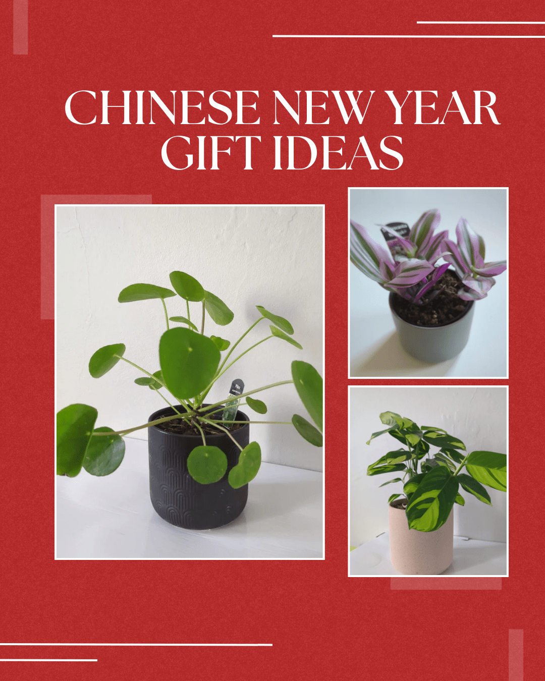 Chinese New Year Gift Ideas: Thoughtful Gifts for Prosperity and Good Fortune - Pookipoiga