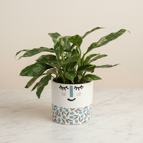 Variegated Spathiphyllum Peace Lily in 120mm Pot - only for Local delivery at checkout!