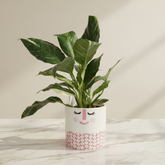 Variegated Spathiphyllum Peace Lily in 120mm Pot - only for Local delivery at checkout!