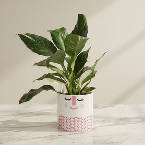 Variegated Spathiphyllum Peace Lily in 120mm Pot - only for Local delivery at checkout!