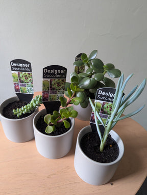 Dans PlantsAssorted 60mm Succulents – Easy Indoor Plants same day gift delivery melbourne