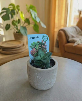 Dans PlantsAssorted 60mm Succulents – Easy Indoor Plants - only for local delivery at checkout same day gift delivery melbourne