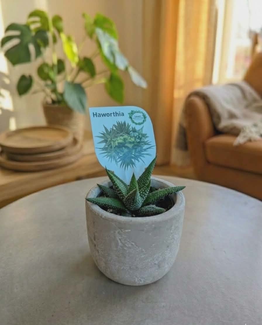 Dans PlantsAssorted 60mm Succulents – Easy Indoor Plants - only for local delivery at checkout same day gift delivery melbourne