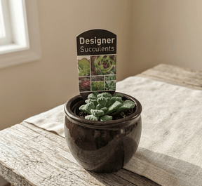 Dans PlantsAssorted 60mm Succulents – Easy Indoor Plants - only for local delivery at checkout same day gift delivery melbourne