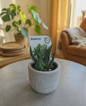 Dans PlantsAssorted 60mm Succulents – Easy Indoor Plants - only for local delivery at checkout same day gift delivery melbourne