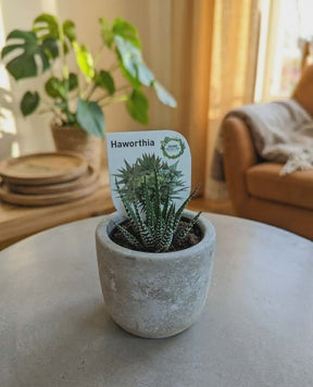 Dans PlantsAssorted 60mm Succulents – Easy Indoor Plants - only for local delivery at checkout same day gift delivery melbourne