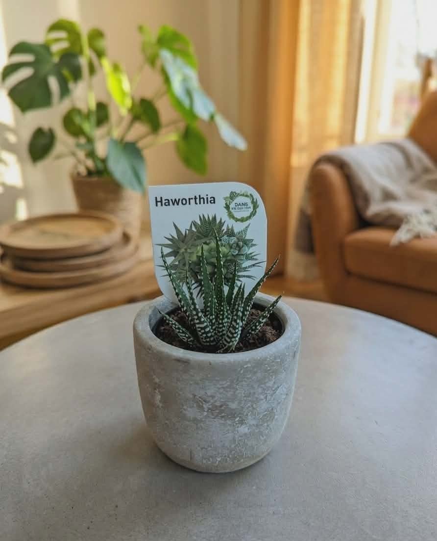 Dans PlantsAssorted 60mm Succulents – Easy Indoor Plants - only for local delivery at checkout same day gift delivery melbourne