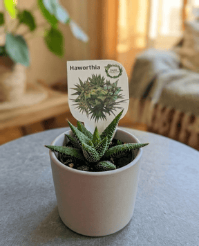 Dans PlantsAssorted 60mm Succulents – Easy Indoor Plants - only for local delivery at checkout same day gift delivery melbourne