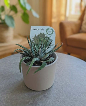 Dans PlantsAssorted 60mm Succulents – Easy Indoor Plants - only for local delivery at checkout same day gift delivery melbourne