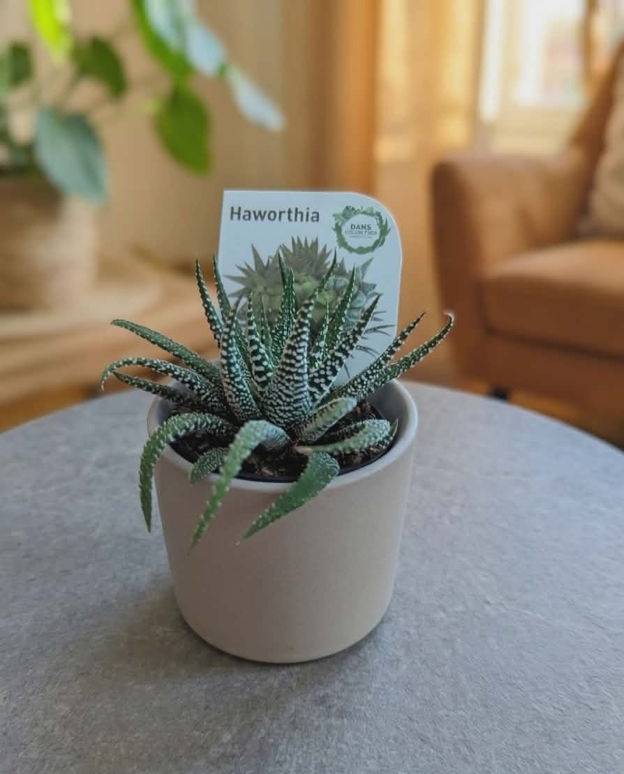 Dans PlantsAssorted 60mm Succulents – Easy Indoor Plants - only for local delivery at checkout same day gift delivery melbourne