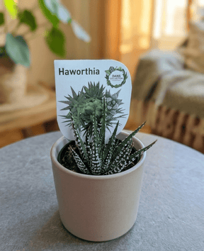 Dans PlantsAssorted 60mm Succulents – Easy Indoor Plants - only for local delivery at checkout same day gift delivery melbourne